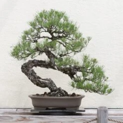 Bonsai Starter | Packaged Live Tree -Evergreen Plants Shop japanese black pine bonsai 2 b7b7f90c 096f 4222 9fc3 a066135e9d4d