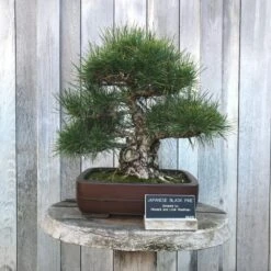 Japanese Black Pine | Mini-Grow Kit -Evergreen Plants Shop japanese black pine bonsai 7ea4a93b 2a06 45dc a1d8 734cc8dfcb09