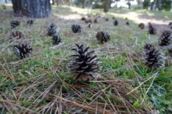 Japanese Black Pine | Mini-Grow Kit -Evergreen Plants Shop japanese black pine cones 2a1ae324 9b36 4d09 9069 b95a3bf07df6