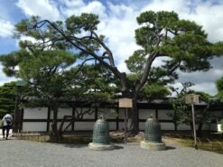 Japanese Black Pine | Small Tree Seedling -Evergreen Plants Shop japanese black pine cultivated 40b3c461 21f3 4626 b4b1 763a8f6d50d7