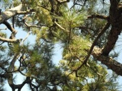 Japanese Black Pine | Mini-Grow Kit -Evergreen Plants Shop japanese black pine foliage d8eccbcd b7e3 4a37 9f75 4b67a78637fe