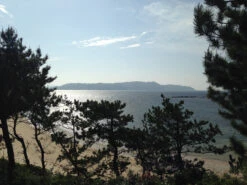 Japanese Black Pine | Small Tree Seedling -Evergreen Plants Shop japanese black pine oceanside small cac872e3 8457 4c35 9497 866cbd028ded