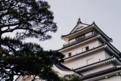 Japanese Black Pine | Small Tree Seedling -Evergreen Plants Shop japanese black pine unsplash castle 2 small 18980b1c 7ca2 434d 8130 eb52c9b6d418