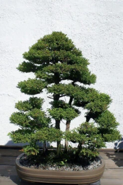 Japanese Cedar | Mini-Grow Kit -Evergreen Plants Shop japanese cedar bonsai dfce49f5 b36e 40c4 8fb9 662f70b73b92