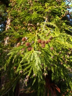 Japanese Cedar | Mini-Grow Kit -Evergreen Plants Shop japanese cedar cones
