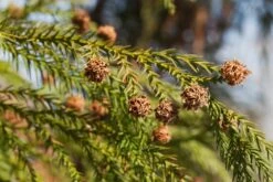 Japanese Cedar | Mini-Grow Kit -Evergreen Plants Shop japanese cedar cones foliage 8c94ece6 e5b8 40ac 8ae3 e9f364d197cc