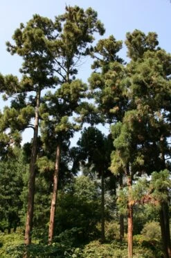 Japanese Cedar | Mini-Grow Kit -Evergreen Plants Shop japanese cedar golden hour c100f035 ab3e 42e7 a856 7b8f4e64e8f3