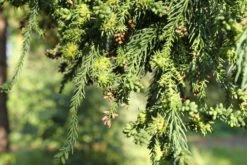 Japanese Cedar | Mini-Grow Kit -Evergreen Plants Shop japanese cedar young cones fadb057a 9517 4eb8 af00 4c24d3b5ffb9