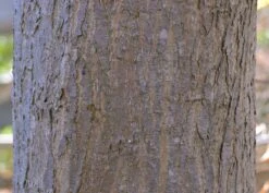 Japanese Maple | Mini-Grow Kit -Evergreen Plants Shop japanese maple bark d78ee6b8 e9ce 48f5 8562 c33881388d36