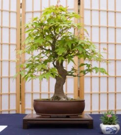 Bonsai Tree | White Design | Seed Grow Kit -Evergreen Plants Shop japanese maple bonsai small 41873959 6bf2 4af0 97f5 fdc008660bbf