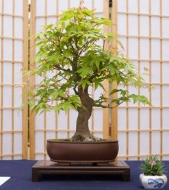 Japanese Maple | Mini-Grow Kit -Evergreen Plants Shop japanese maple bonsai small eff7650d 6185 4102 8ffb d50dfccf3bcf