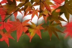 Japanese Maple | Mini-Grow Kit -Evergreen Plants Shop japanese maple foliage 7ecb5016 9f59 4b14 812b 57e6d7e7e6b1