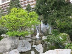 Japanese Maple | Mini-Grow Kit -Evergreen Plants Shop japanese maple garden 0dc546ec faf7 4724 9311 ce31ccb620b0