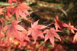 Japanese Red Maple | Mini-Grow Kit -Evergreen Plants Shop japanese red maple autumn foliage 79484f7b 3a01 470a b54c a1f6626014f8