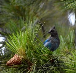 Jeffrey Pine | Medium Tree Seedling -Evergreen Plants Shop jeffrey pine bird