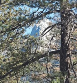 Jeffrey Pine | Small Tree Seedling -Evergreen Plants Shop jeffrey pine canopy 000c6ab1 463f 44d4 9e43 4a0a461fb54a