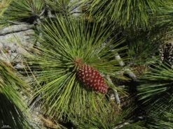 Jeffrey Pine | Medium Tree Seedling -Evergreen Plants Shop jeffrey pine cone
