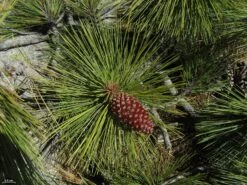 Jeffrey Pine | Small Tree Seedling -Evergreen Plants Shop jeffrey pine cone e9a9daec 2eea 4600 8acf 2017e2f00c71