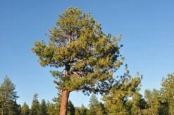 Jeffrey Pine | Medium Tree Seedling -Evergreen Plants Shop jeffrey pine crown