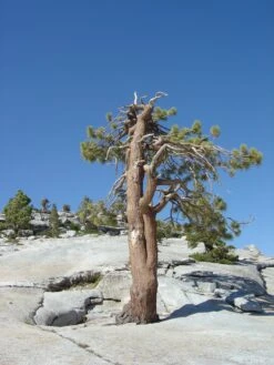 Jeffrey Pine | Medium Tree Seedling -Evergreen Plants Shop jeffrey pine gnarled