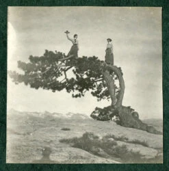 Jeffrey Pine | Medium Tree Seedling -Evergreen Plants Shop jeffrey pine historic