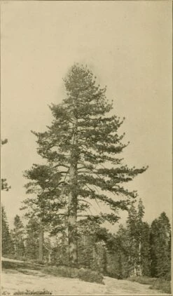 Jeffrey Pine | Medium Tree Seedling -Evergreen Plants Shop jeffrey pine historic II