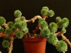 Bonsai Tree | White Design | Seed Grow Kit -Evergreen Plants Shop joshua tree bonsai 85f251b5 5752 422b b760 f32c7d04cee7