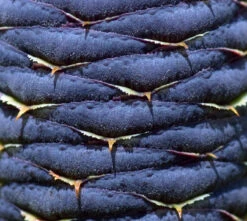 Korean Fir | Small Tree Seedling -Evergreen Plants Shop korean fir cone texture