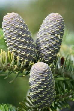 Korean Fir | Small Tree Seedling -Evergreen Plants Shop korean fir cones 2