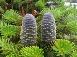 Korean Fir | Small Tree Seedling -Evergreen Plants Shop korean fir cones