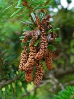 Korean Fir | Small Tree Seedling -Evergreen Plants Shop korean fir male cones