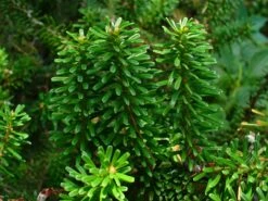 Korean Fir | Small Tree Seedling -Evergreen Plants Shop korean fir needles