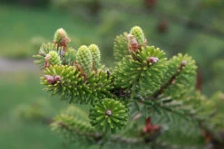 Korean Fir | Small Tree Seedling -Evergreen Plants Shop korean fir needles macro