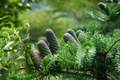 Korean Fir | Small Tree Seedling -Evergreen Plants Shop korean fir unsplash cones small