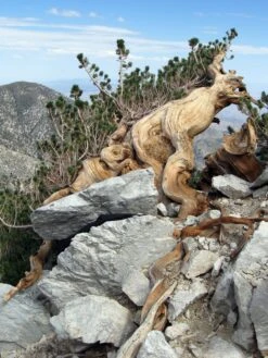 Limber Pine | Small Tree Seedling -Evergreen Plants Shop limber pine bark 1