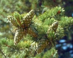 Limber Pine | Small Tree Seedling -Evergreen Plants Shop limber pine cones 1