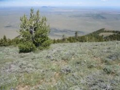 Limber Pine | Medium Tree Seedling -Evergreen Plants Shop limber pine lone