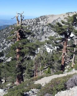 Limber Pine | Medium Tree Seedling -Evergreen Plants Shop limber pine mountain