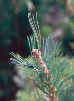 Limber Pine | Medium Tree Seedling -Evergreen Plants Shop limber pine needle detail