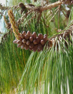 Mexican Weeping Pine | Medium Tree Seedling -Evergreen Plants Shop mexican weeping pine berkeley