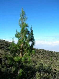 Mexican Weeping Pine | Lot Of 30 Tree Seedlings -Evergreen Plants Shop mexican weeping pine big sky b59b6a43 24d7 4bbe 9f3c f5d393c8ac47