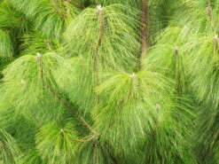 Mexican Weeping Pine | Medium Tree Seedling -Evergreen Plants Shop mexican weeping pine foliage