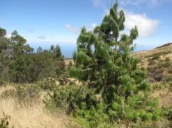 Mexican Weeping Pine | Lot Of 30 Tree Seedlings -Evergreen Plants Shop mexican weeping pine landscape bf05e2d6 55fd 48ab 8422 9e66eb134ddb