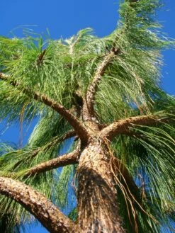 Mexican Weeping Pine | Medium Tree Seedling -Evergreen Plants Shop mexican weeping pine lookup