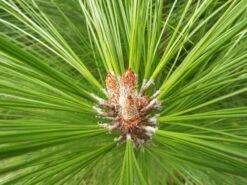 Mexican Weeping Pine | Lot Of 30 Tree Seedlings -Evergreen Plants Shop mexican weeping pine needles macro 12685914 1322 4007 b870 926001af5863