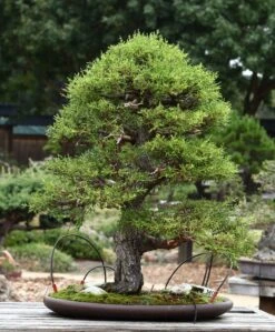 Monterey Cypress | Mini-Grow Kit 18 Monterey Cypress | Mini-Grow Kit -Evergreen Plants Shop monterey cypress bonsai bbfd51f0 cd11 458e ad04 cc63870049e9