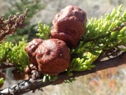 Monterey Cypress | Mini-Grow Kit 19 Monterey Cypress | Mini-Grow Kit -Evergreen Plants Shop monterey cypress cones 53dd38ef bab2 4a39 aaf6 a18aef169ff7