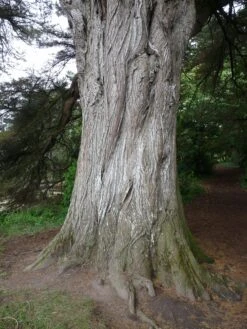 Monterey Cypress | Mini-Grow Kit 21 Monterey Cypress | Mini-Grow Kit -Evergreen Plants Shop monterey cypress trunk d3294620 862d 46d8 af6c 7d85796932ae