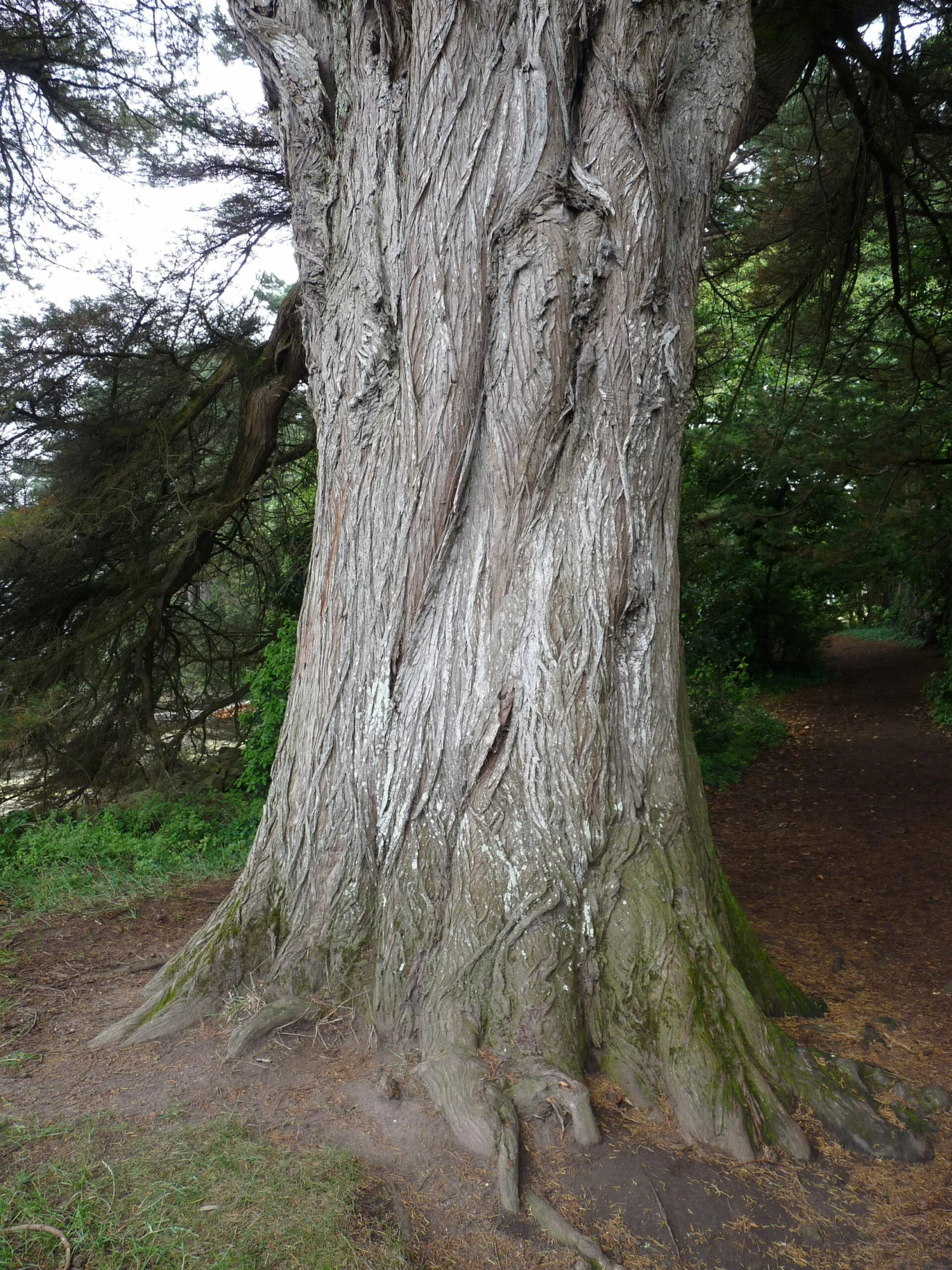 Monterey Cypress | Mini-Grow Kit 11 Monterey Cypress | Mini-Grow Kit - Image 11