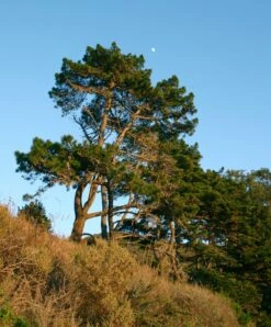 Monterey Pine | Small Tree Seedling 20 Monterey Pine | Small Tree Seedling -Evergreen Plants Shop monterey pine